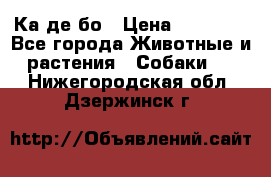Ка де бо › Цена ­ 25 000 - Все города Животные и растения » Собаки   . Нижегородская обл.,Дзержинск г.
